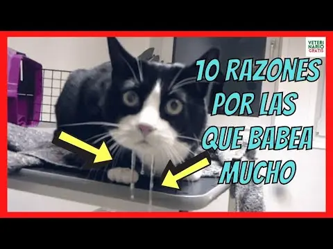 Home Mi gato babea mucho Causas y soluciones