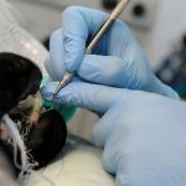 Clínica Veterinaria Alcora