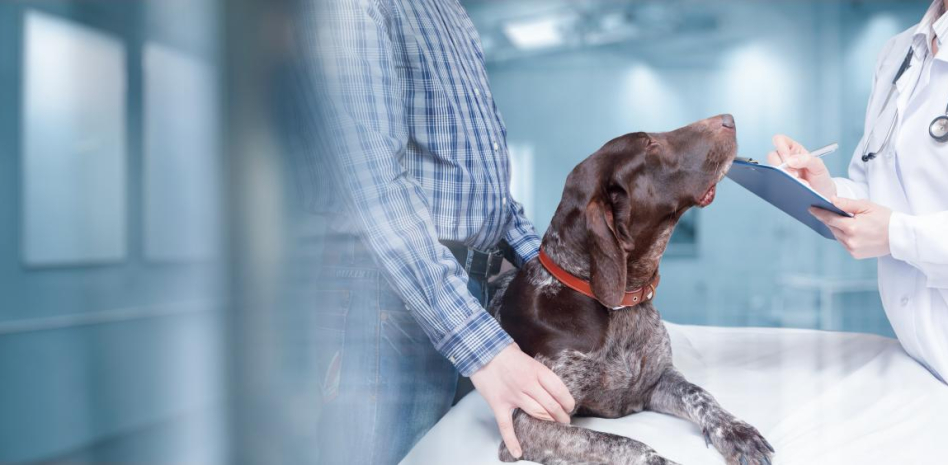 Clínica Veterinaria Berrocal