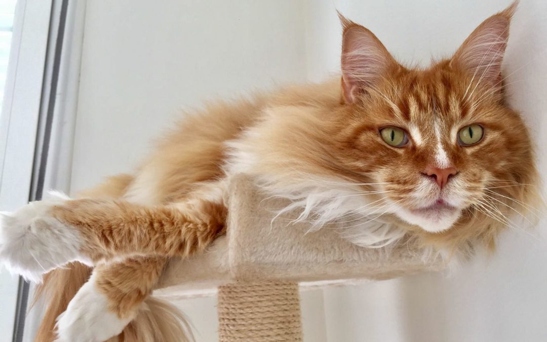 Clínica Veterinaria Congosto