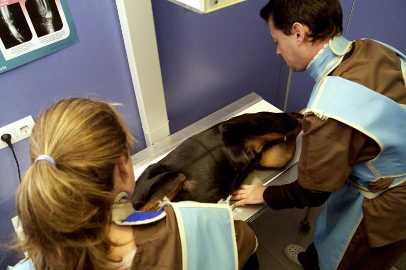 Clínica Veterinària Les Bóbiles