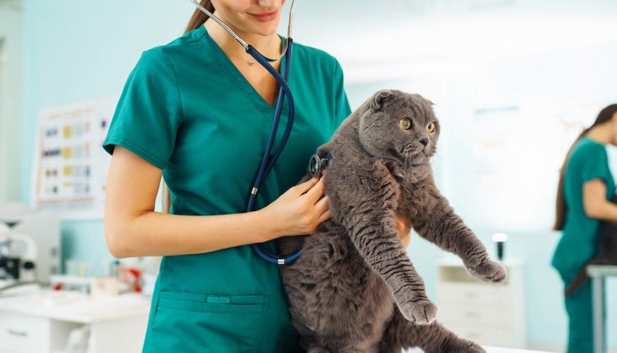Clinica Veterinaria Mascotiti, Urgencias 24 Horas