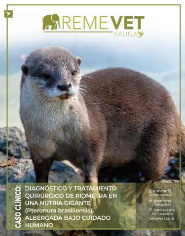 Clinica Veterinaria Orinoco