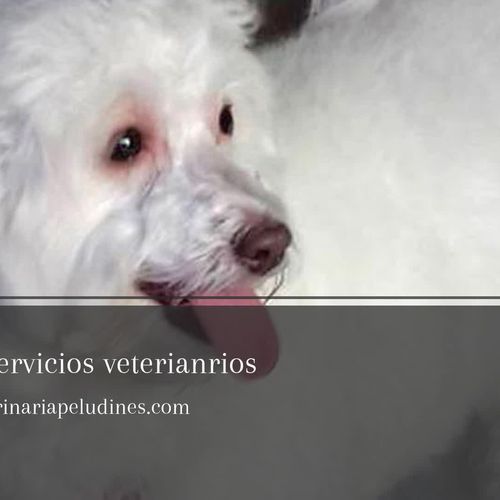 Clínica Veterinaria Peludines