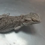Clínica Veterinaria Saz