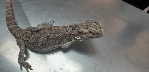 Clínica Veterinaria Saz