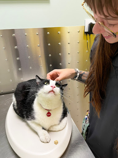 Hospital Gattos
