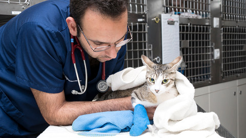 Hospital Veterinari Molins - Consultes Externes
