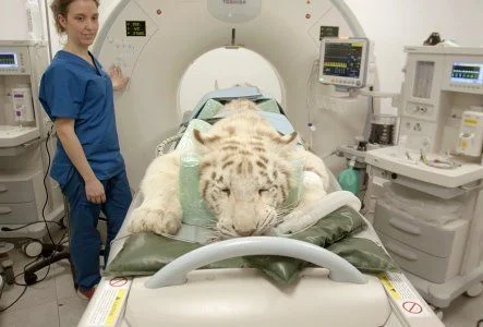 Hospital Veterinario Puchol
