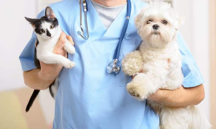 Hospital Veterinario Simbiosis