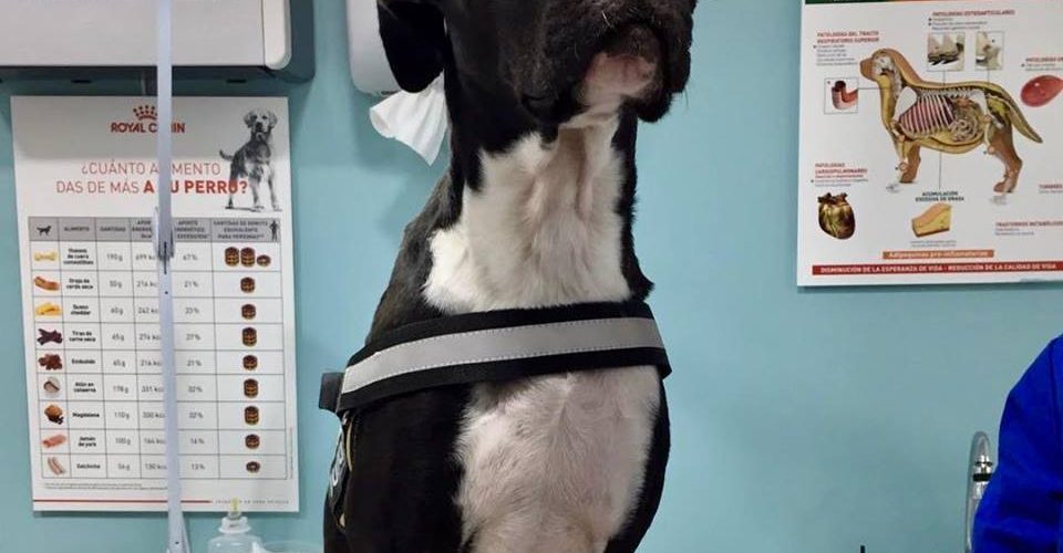 Hospital Veterinario VetVida Castelldefels