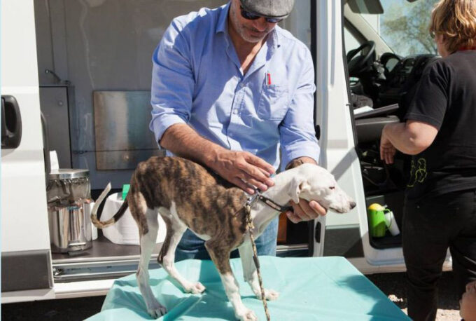 La Clínica Veterinaria (Marroquina)