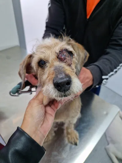 Mascotiti Cañaveral Urgencias 24h