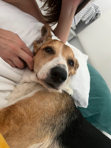 Medivet 24 Horas Los Sauces Chamberi