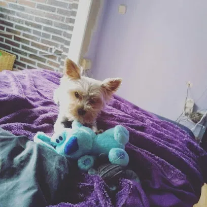 Puppy Guau