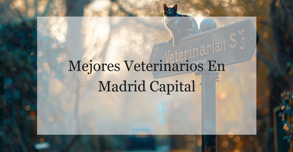 Mejores Veterinarios En Madrid Capital