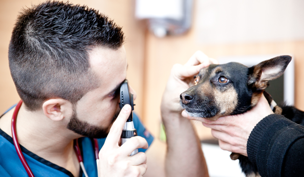 Vet24 Hospital Veterinario