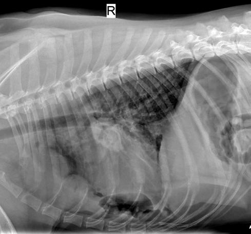 Veterinària Sant Cugat Diagnòstic