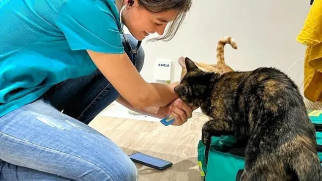 VETERINARIO EN CASA