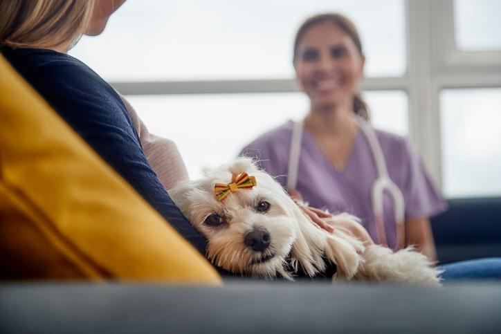 Veterinario Exóticos A Domicilio