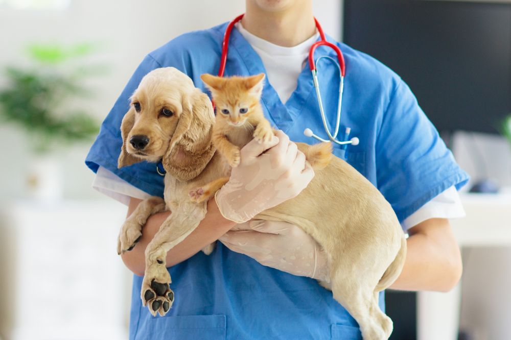 Veterinario
